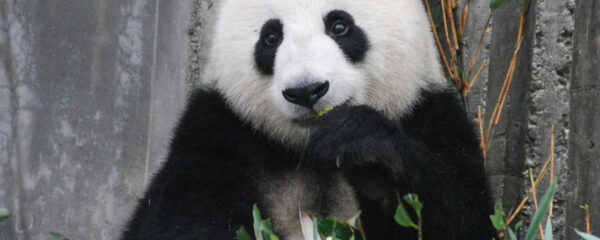 parcs zoologiques