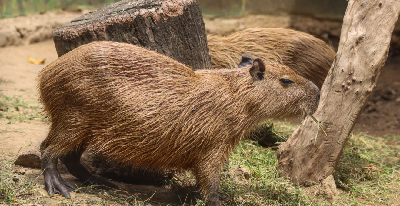 zoo en Auvergne.png