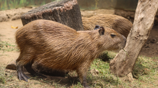 zoo en Auvergne.png